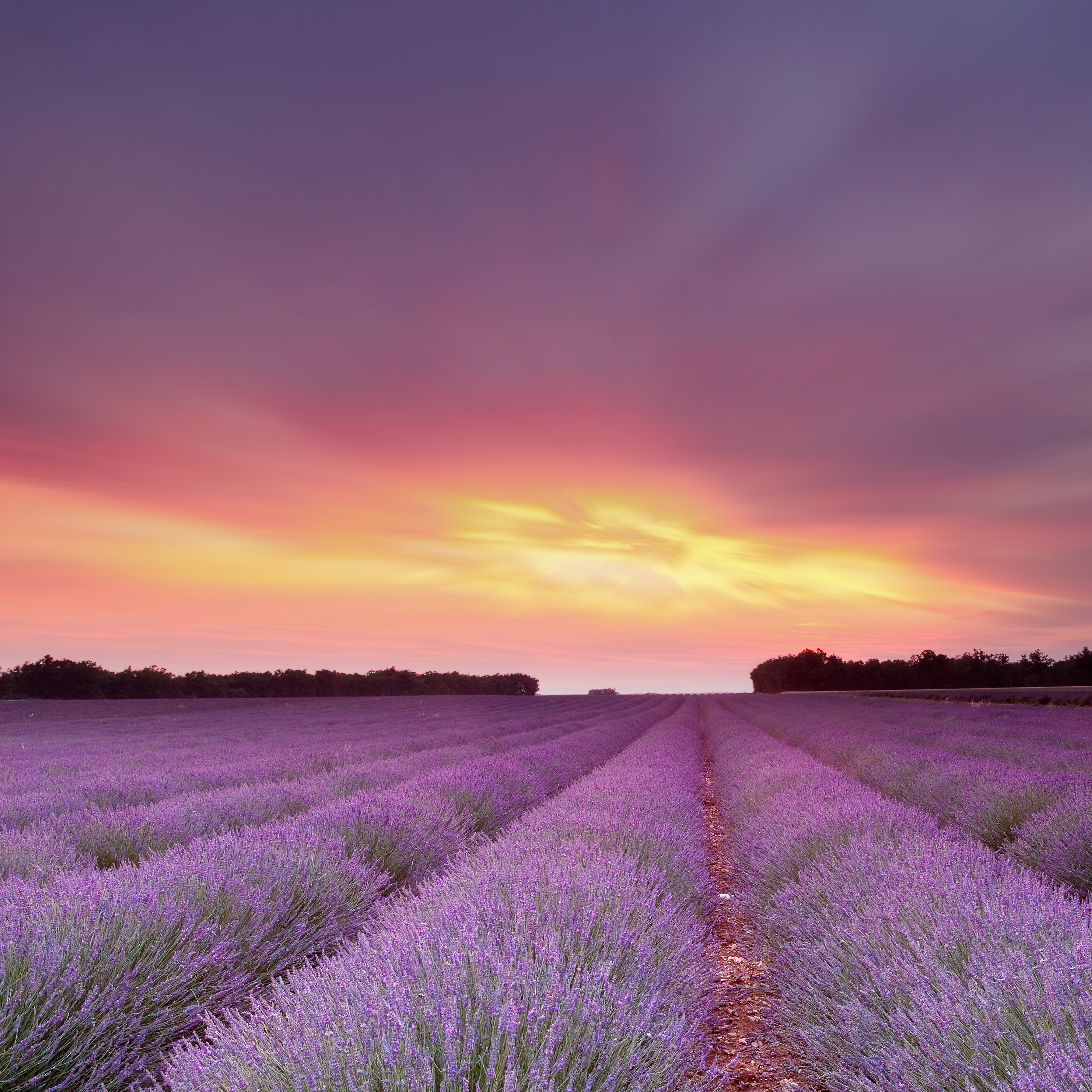 Lavendelfeld mit lila Blüten unter einem bunten Sonnenuntergangshimmel.
