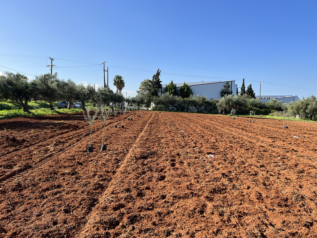 Gerodetes, braunes Ackerland mit jungen Pflanzen in Reihen, umgeben von Olivenbäumen und Gebäuden im Hintergrund.