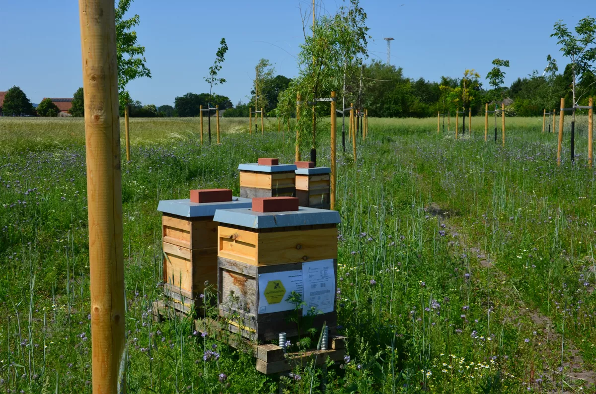 Die Honigbiene: Ein kleines Wunder der Natur