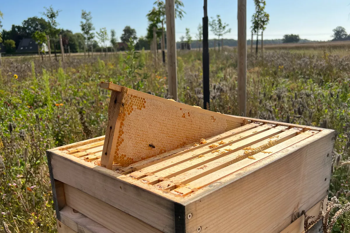 Ein süßer Erfolg: Unsere erste Honigernte aus dem Garten der Sinne